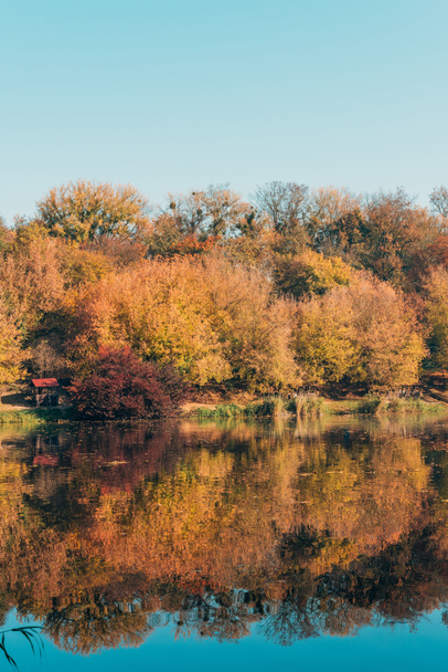kultaisia puita syksyllä metsässä ja rauhallinen järvi
 - Valokuva, kuva