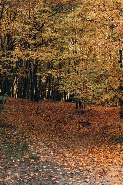 Fallen yellow leaves in autumn park - Photo, Image