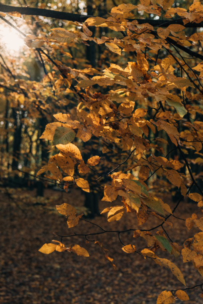 木の枝に黄色の葉の選択と集中  - 写真・画像