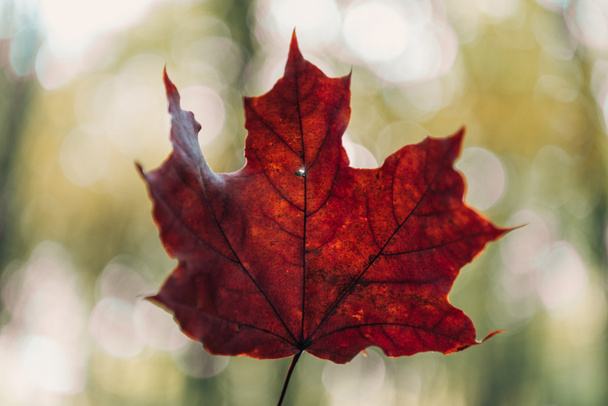 Selective focus of red leaf on blurred background  - Фото, изображение