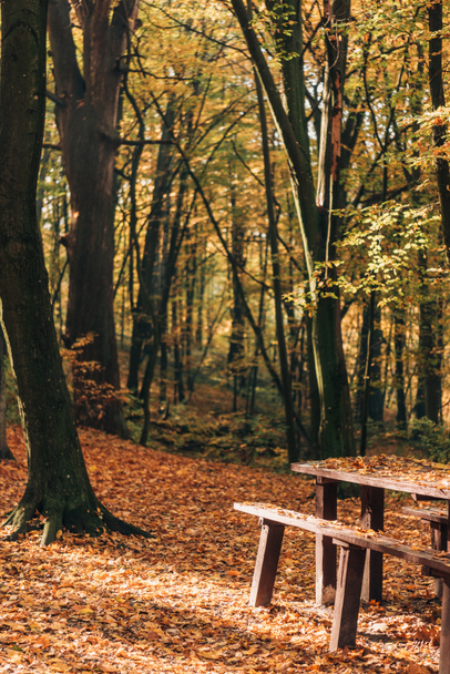 Ηλιακό φως σε ξύλινα παγκάκια και πίνακα σε Φθινοπωρινό δάσος  - Φωτογραφία, εικόνα