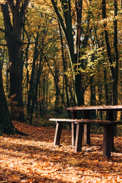Sunshine on fallen leaves near wooden benches and table in forest  - Photo, Image