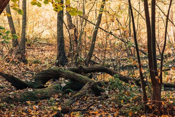 Zbliżenie na korzenie drzew w lesie jesienią  - Zdjęcie, obraz