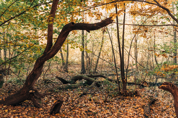 Πεσμένα φύλλα κοντά τις ρίζες δέντρων σε Φθινοπωρινό δάσος  - Φωτογραφία, εικόνα