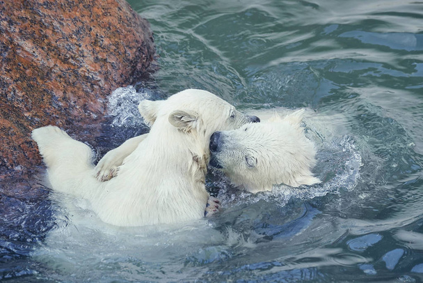 Two little white polar bears play in water - Photo, Image