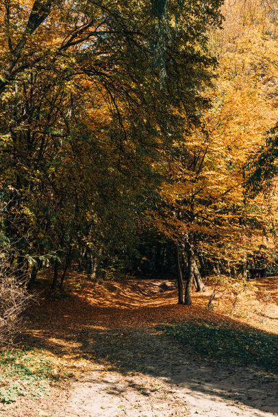 Forêt d'automne avec des feuilles sur les rameaux d'arbres
  - Photo, image