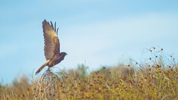 CLOSE UP, DOF: Large bird of prey takes off a withered bush soars into the clear sky and goes hunting in the Chilean wilderness. Majestic brown feathered buzzard flies into the endless sunny nature - Photo, Image