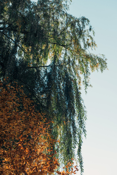 Pohled zdola Smuteční vrba strom a modré nebe  - Fotografie, Obrázek