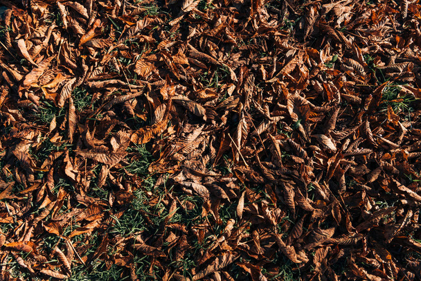 Close up van droge bruine bladeren op grond  - Foto, afbeelding