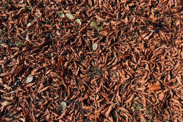 Close up of dry brown leaves on ground - 写真・画像