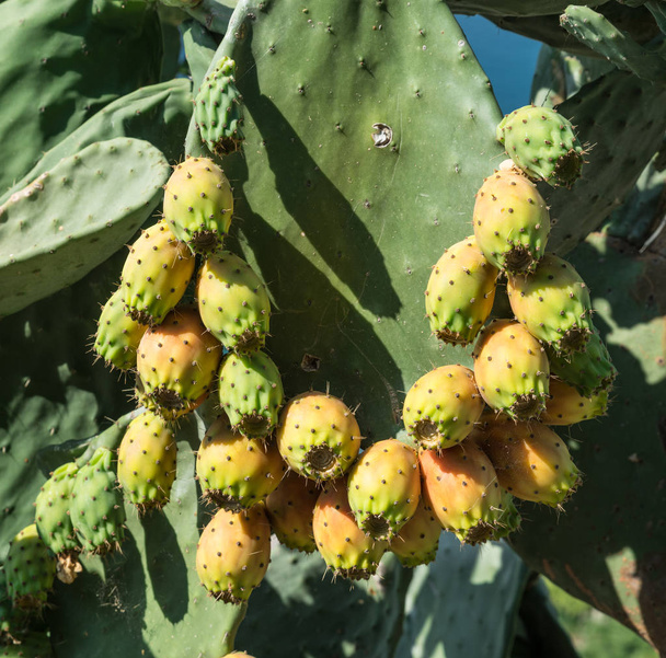 Opuntia fruit or prickly pear fruit in nature. Green pads covered with fruit. - Fotografie, Obrázek