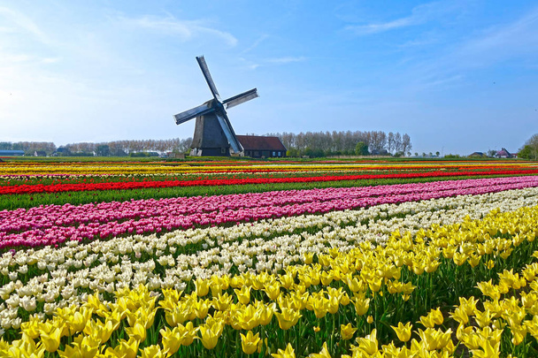 Beautiful shot of lonely windmill in the middle of an endless field of colorful tulips on a sunny spring day. Picturesque view of vast Dutch countryside and red, yellow and pink flowers blossoming. - Photo, Image