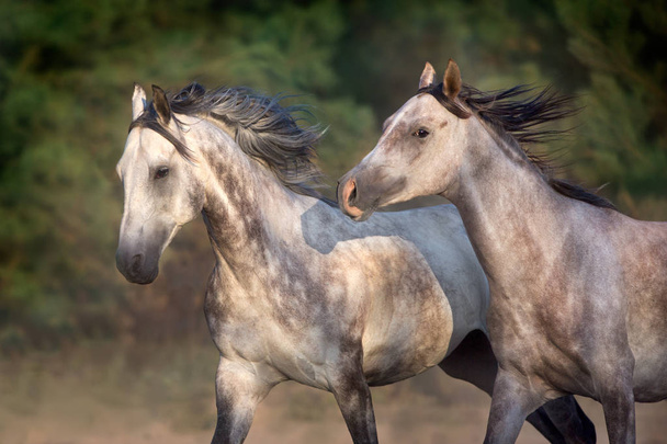 Dos caballos grises con melena larga corren libres
  - Foto, Imagen