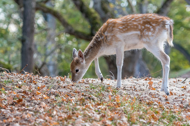 Arka plan bulanık, dama dama üzerinde genç geyik - Fotoğraf, Görsel