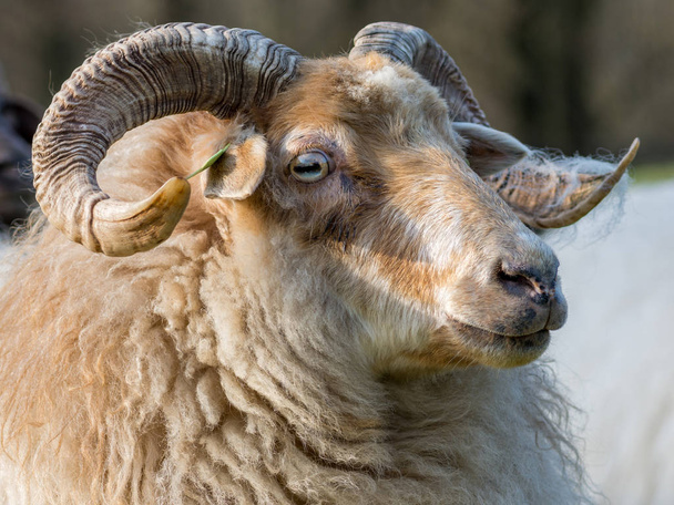 Eye of a ram (macro), closeup - Photo, Image