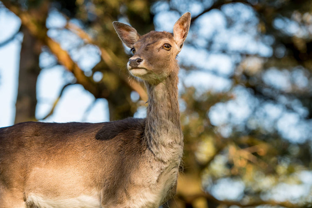 The eyes of a deer on soft background. Dama dama - Photo, Image
