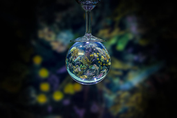 Rafa koralowa akwarium za pomocą kryształowej kuli - Zdjęcie, obraz