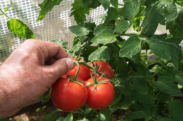 Tomatoes in hobby greenhouse. - Zdjęcie, obraz