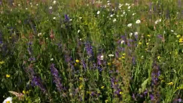 Biodiversity on a spring meadow - many type of wild flowers blooming, ecology concept, closeup - Footage, Video