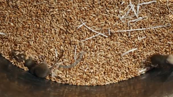 Un montón de ratones jóvenes corriendo en el contenedor de almacenamiento de trigo - granero infestado de roedores, vista superior
 - Imágenes, Vídeo