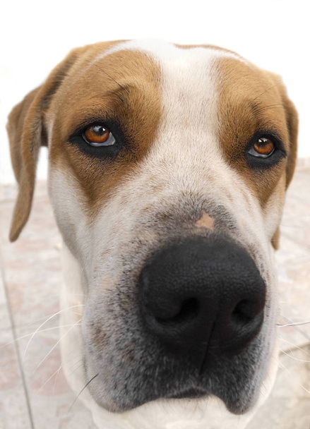 Duży pies z pięknymi smutnymi oczami - Zdjęcie, obraz