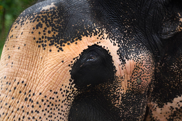 Asian Elephant portrait Close Up in Sri Lanka - Photo, Image