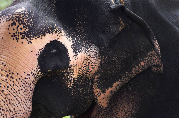 Asian Elephant portrait Close Up in Sri Lanka - Photo, Image