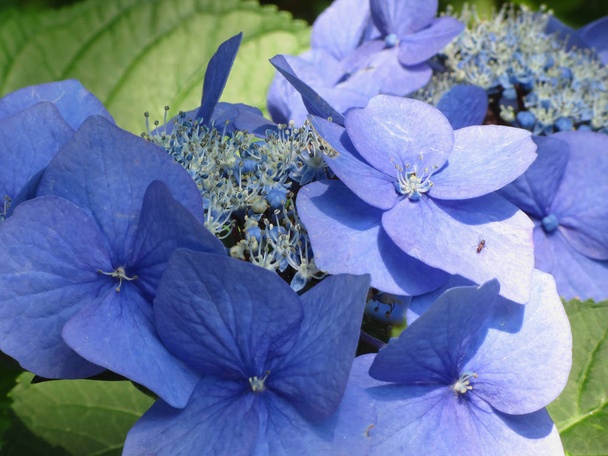 Mavi ortanca çiçekleri (Hydrangea makrophylla) yazın bir bahçede - Fotoğraf, Görsel