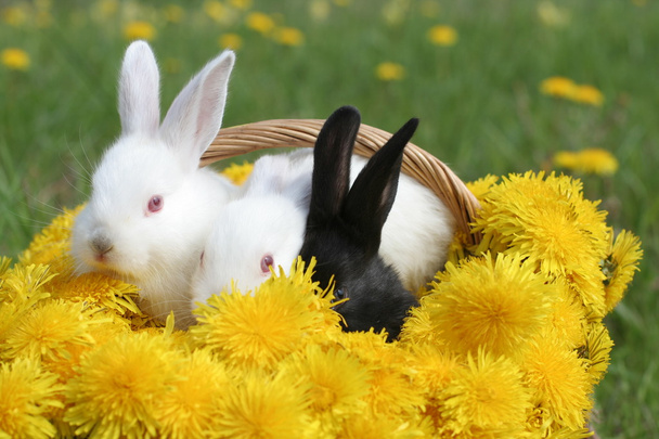 Cesta de conejos
 - Foto, imagen