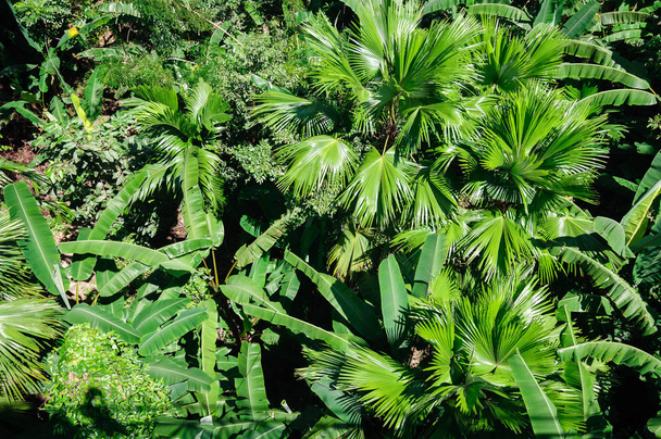 Top view of the green thickets of palm trees, background. - Photo, Image