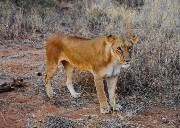 female lion looking at camera - Photo, Image