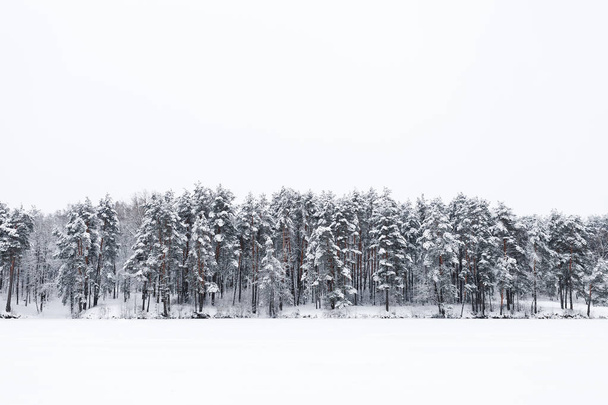 Winter forest. Winter Tale. - Foto, Imagen