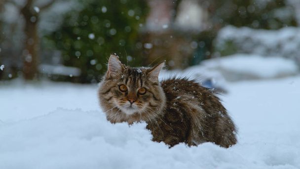 Close Up, portré: Aranyos bolyhos cica hazudó a havas kertben a hideg tél. Gyönyörű házimacska hosszú barna hajad élvezheti a havazás az üres pázsit. Idilli téli időjárás. - Fotó, kép