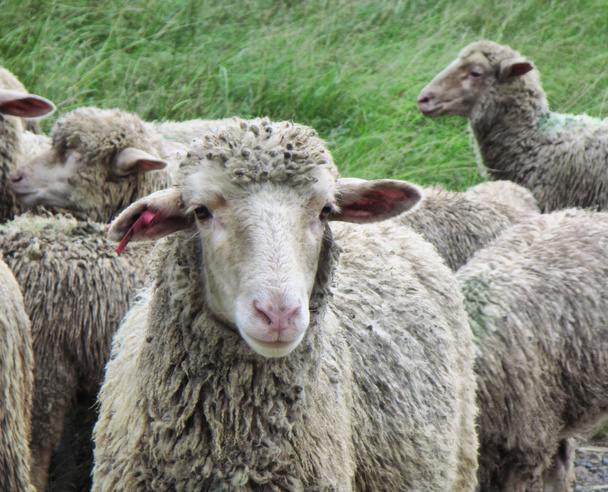 Drakensberg schapen - Foto, afbeelding