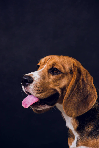 young puppy, beagle dog, isolated on black background. - Fotó, kép