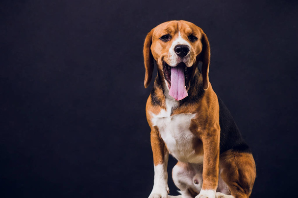 young puppy, beagle dog, isolated on black background. - Foto, Imagen