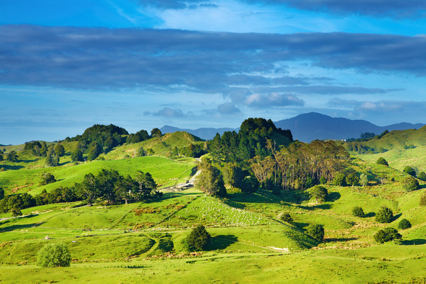 New Zealand landscape - Photo, Image