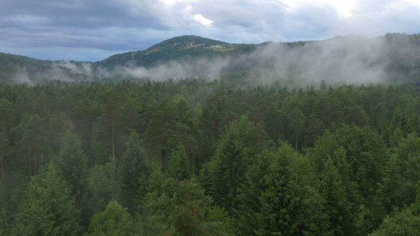 AERIAL: Flying over the lush dark green treetops of a large spruce forest on a cloudy day in the beautiful countryside. Dense pine woods cover the hills and picturesque rural landscape in Slovenia. - Photo, Image