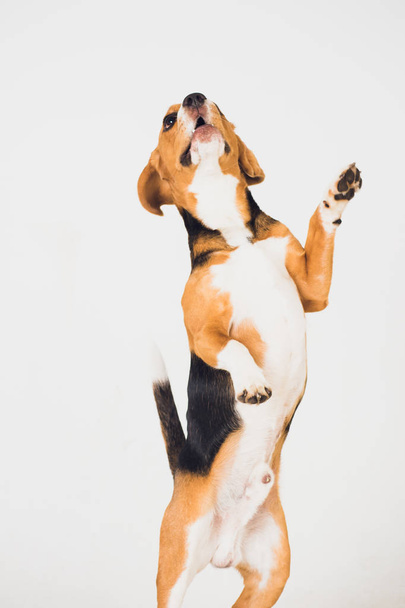 beautiful beagle dog isolated on white. young puppy - 写真・画像