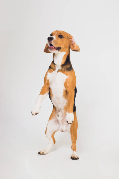 beautiful beagle dog isolated on white. young puppy - Valokuva, kuva
