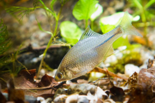 Rhodeus amarus, European bitterling, ornamental adult male freshwater fish in biotope aquarium, tank bottom, nature photo - Photo, Image