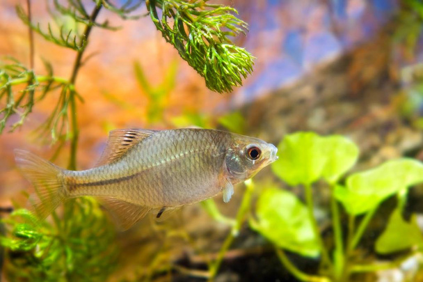 Rhodeus amarus, Europeu amargo, jovem peixe ornamental de água doce do sexo masculino no aquário biótopo, vista lateral natureza foto
 - Foto, Imagem