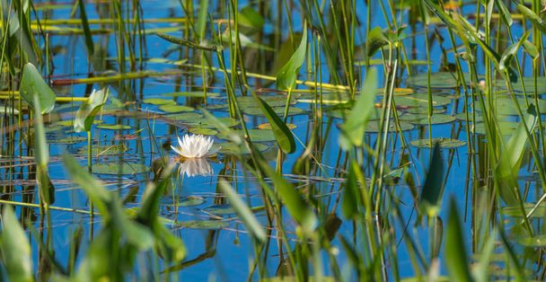 Lys blanc printanier partiellement obscurci, caché parmi l'herbe d'eau et les roseaux dans et le long d'une rive de lac peu profonde
. - Photo, image