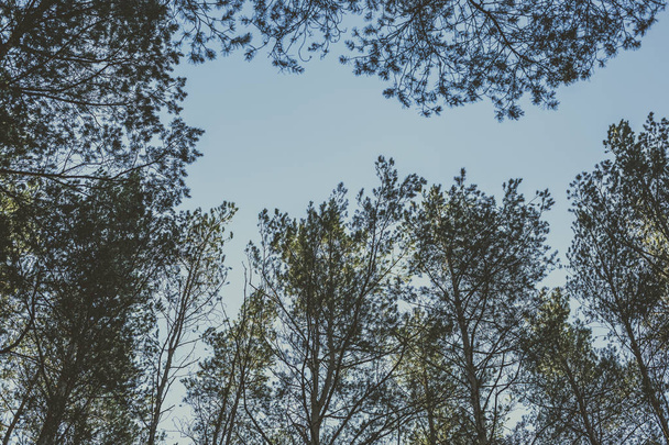 Pine forest in the autumn. - Фото, зображення