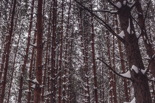 Pins dans la forêt d'hiver
. - Photo, image