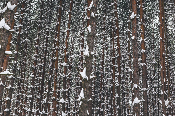 Pine trees in winter forest. - Foto, afbeelding