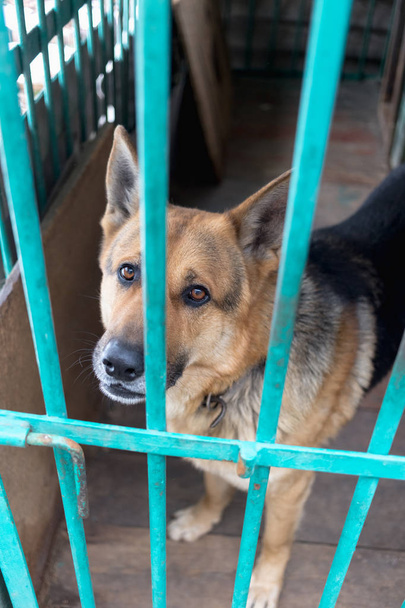 Ein großer trauriger Schäferhund in einer alten Voliere. Tönendes, stilvolles Foto - Foto, Bild