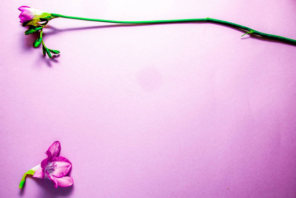Pink beautiful flowers on pink background. copy space - 写真・画像