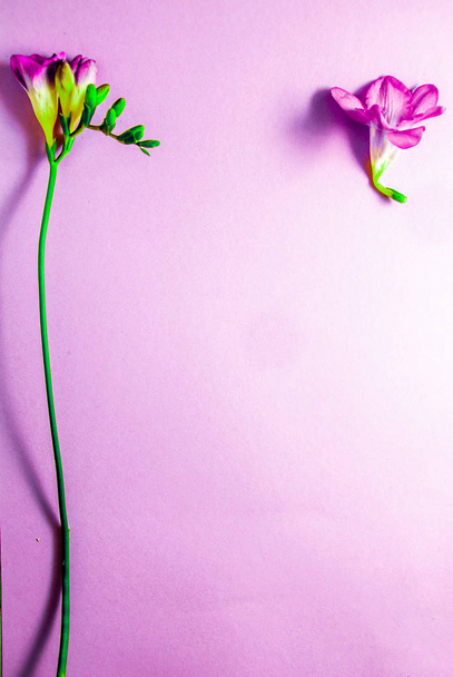 Pink beautiful flowers on pink background. - Photo, Image