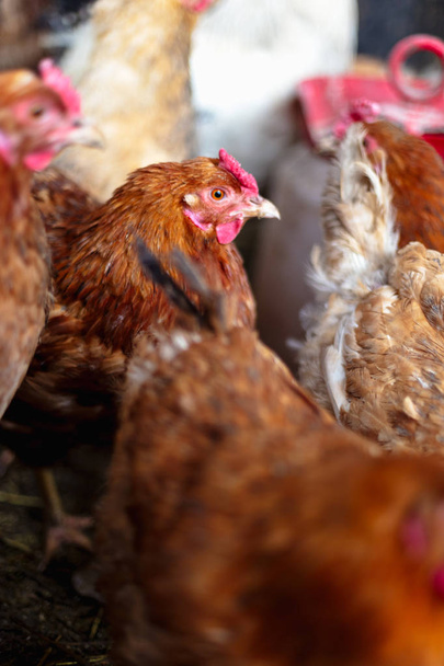 Κοτόπουλα στη φάρμα. Τόνοι, στυλ, έγχρωμη φωτογραφία - Φωτογραφία, εικόνα